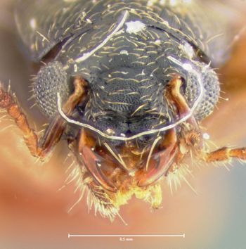 Media type: image;   Entomology 24058 Aspect: head frontal view